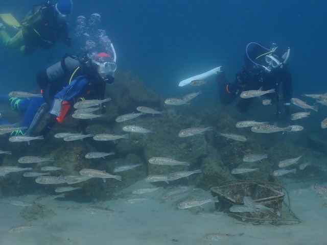 唐津　ダイビング　マフグ