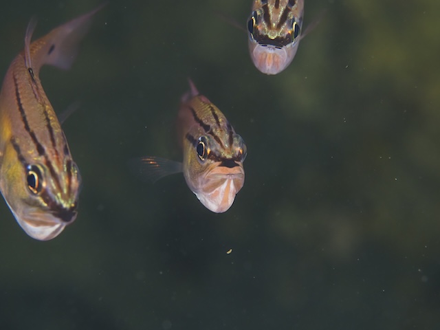 ネンブツダイ口内保育志賀島