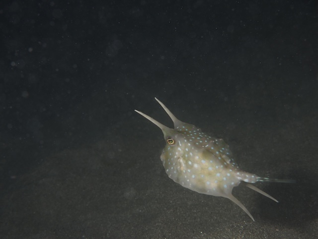 唐津　ダイビング　コンゴウフグ