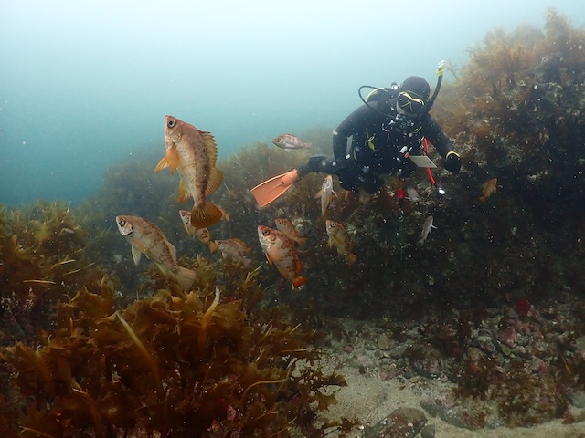 玄界灘メバル志賀島白瀬
