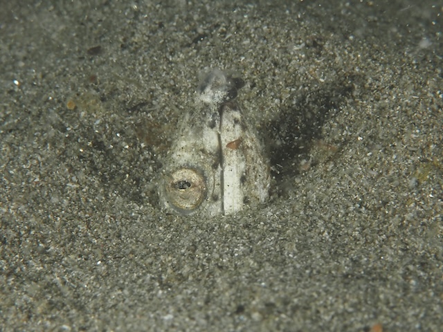 ホタテウミヘビ志賀島