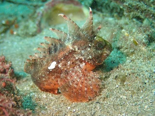 唐津　ダイビング　ハオコゼ