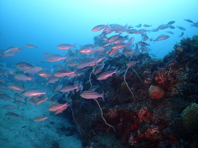 イサキ 唐津 松島 ダイビング