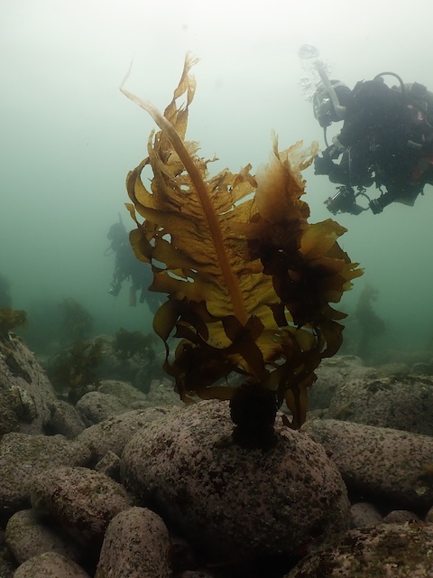 赤瀬　ダイビング　志賀島