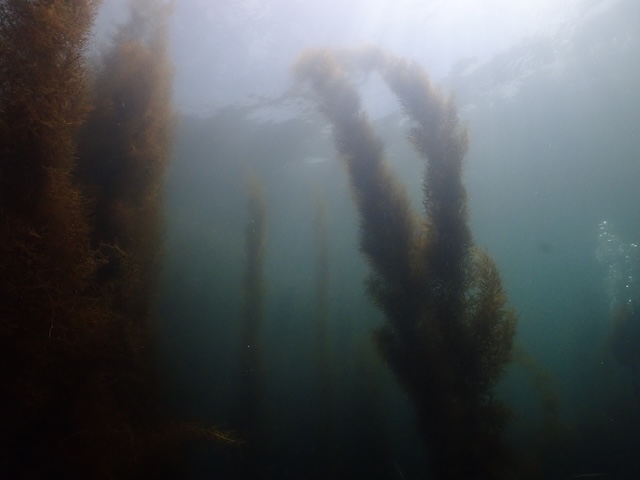 アカモク　ダイビング　志賀島