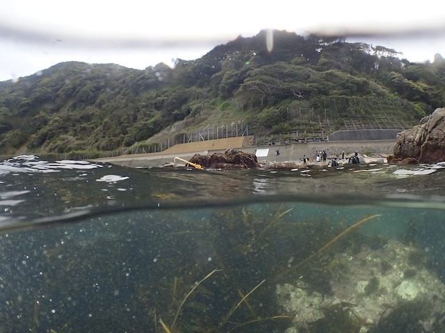 白瀬　ダイビング　福岡