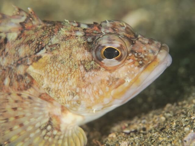 志賀島　かさご