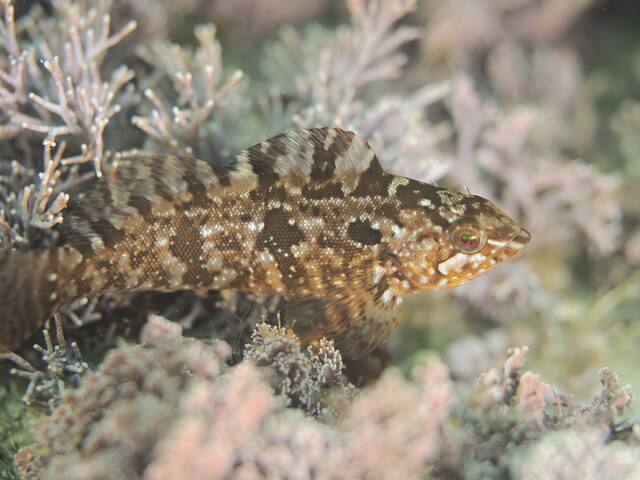 志賀島　くじめ