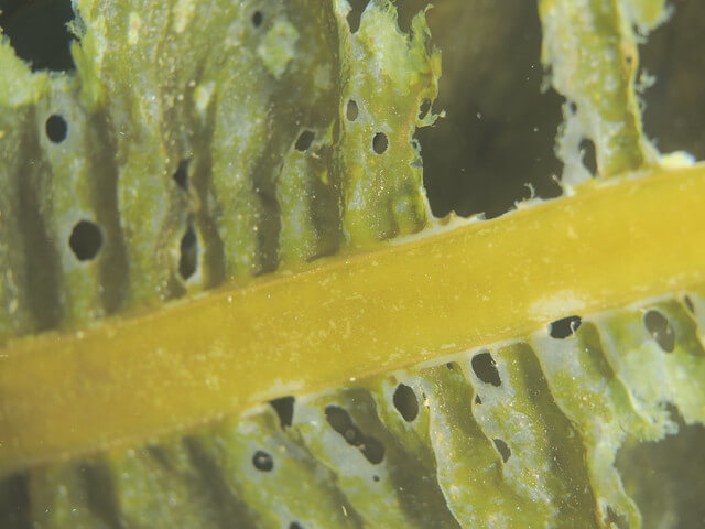 志賀島　ワカメ