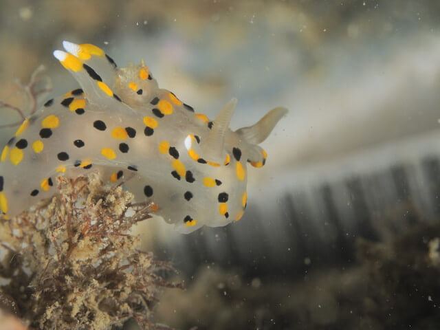 唐津　水玉うみうし