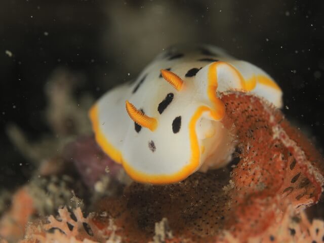 唐津　シロウミウシ