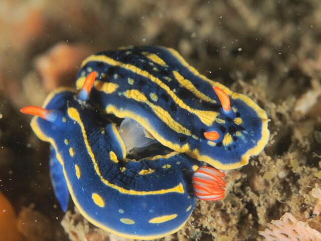 唐津　アオウミウシ