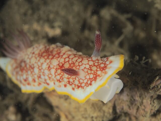 唐津　サラサウミウシ