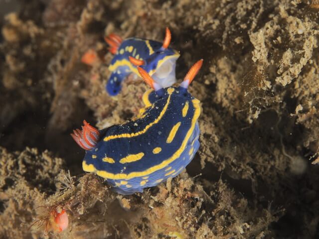 唐津　アオウミウシ