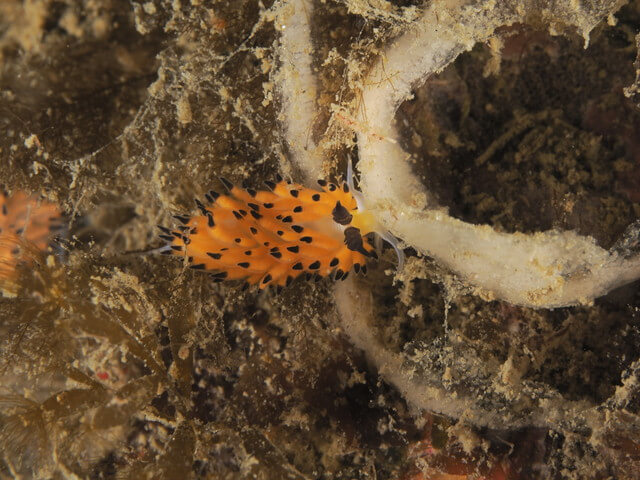 唐津　ツルガチゴ