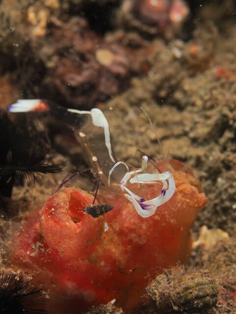 唐津　オドリカクレエビ