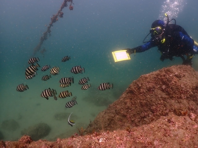 唐津　ダイビング　イシダイ