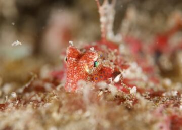 志賀島ヤマドリ