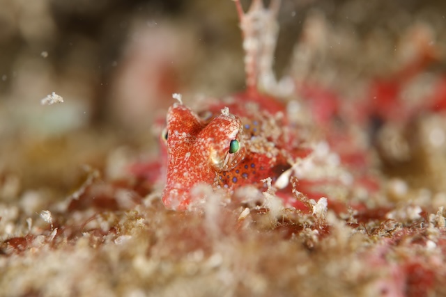志賀島ヤマドリ