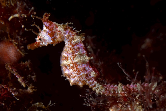 志賀島タツノオトシゴ