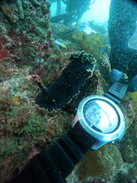 クロシタナシウミウシ