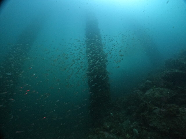 唐津　ダイビング