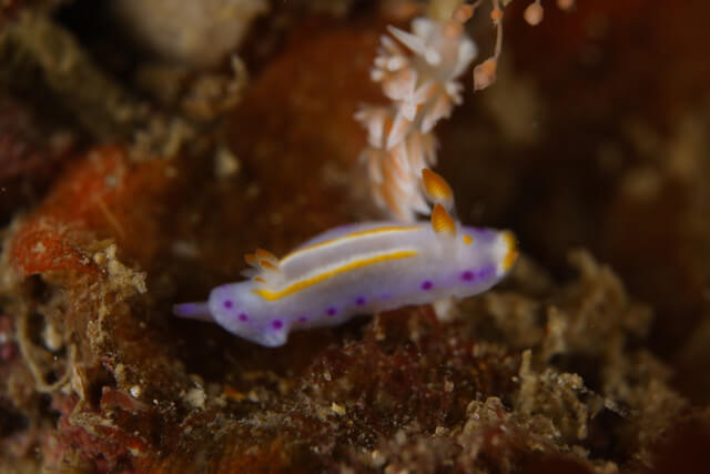 志賀島　ハナイロウミウシ
