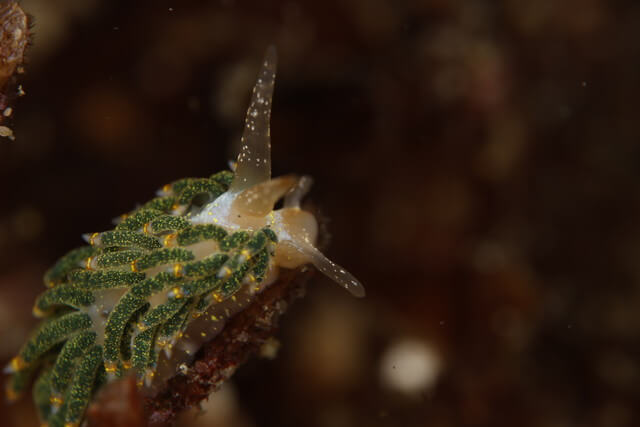 志賀島　ゴシキミノ