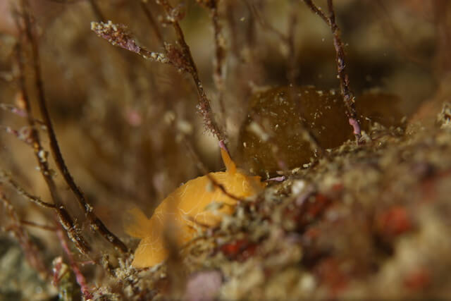 志賀島　ダイダイウミウシ