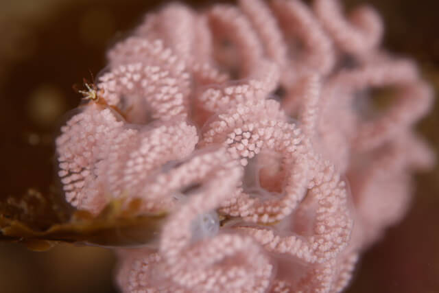 志賀島　ウミウシの卵