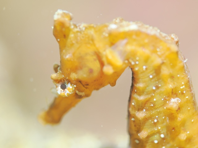 志賀島タツノオトシゴ