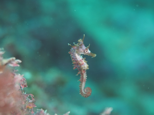唐津　ダイビング　タツノオトシゴ