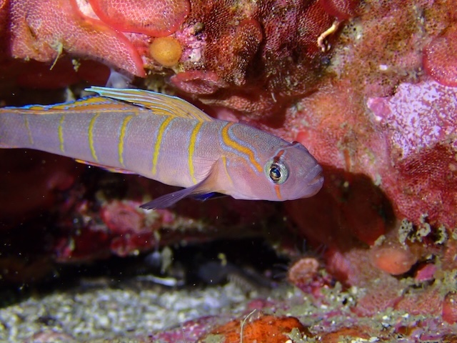 唐津　ダイビング　チャガラ