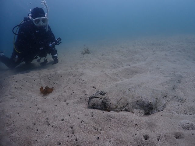 辰ノ口　ヒラメ　ダイビング
