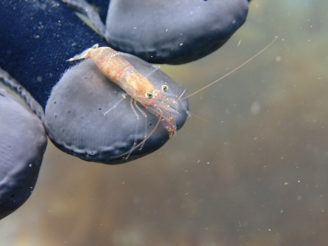 志賀島エビ