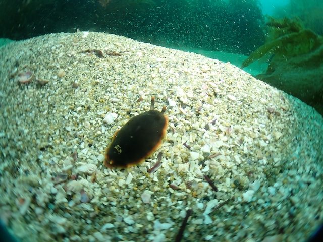 志賀島クロコソデウミウシ