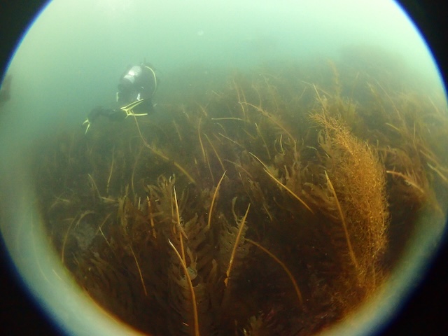 赤瀬　ダイビング　志賀島
