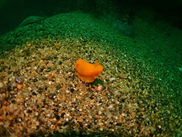 赤瀬　ダイビング　キヌハダウミウシ
