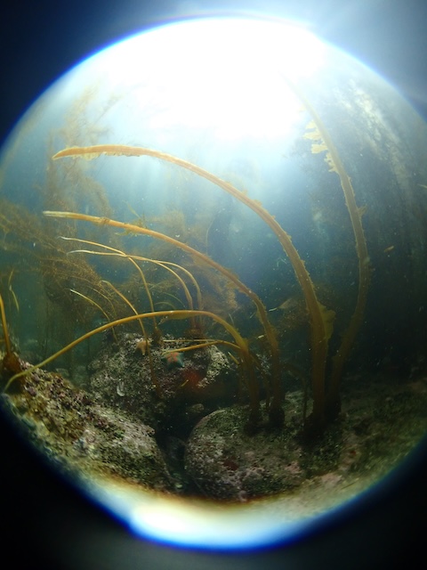 黒瀬　ダイビング　アカモク