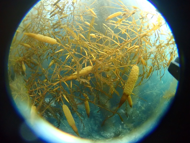 アカモク　志賀島