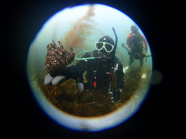 アメフラシ　志賀島