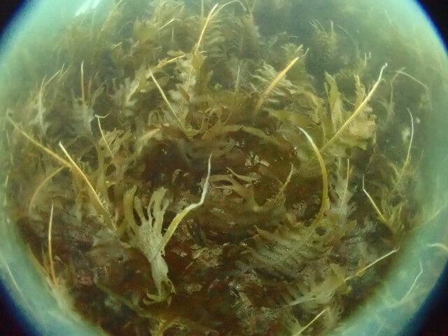 志賀島　ワカメ