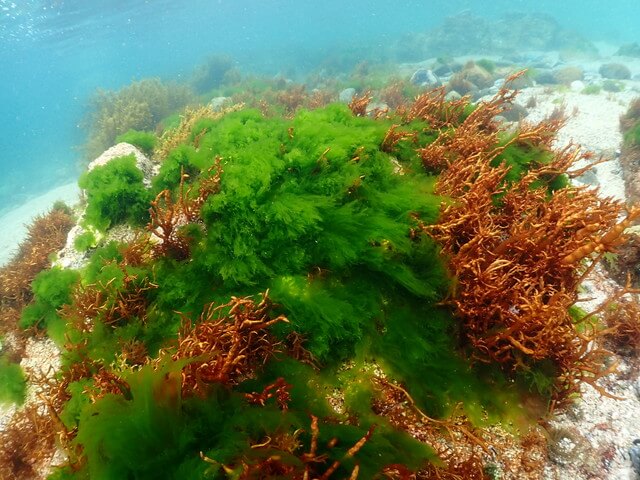 志賀島　アオサ