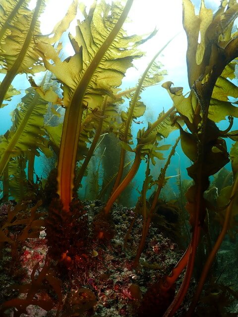 志賀島　ワカメのおわり