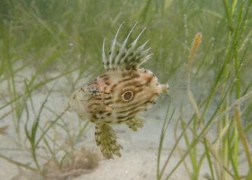 マトウダイ 若魚 深海魚 唐津 ダイビング