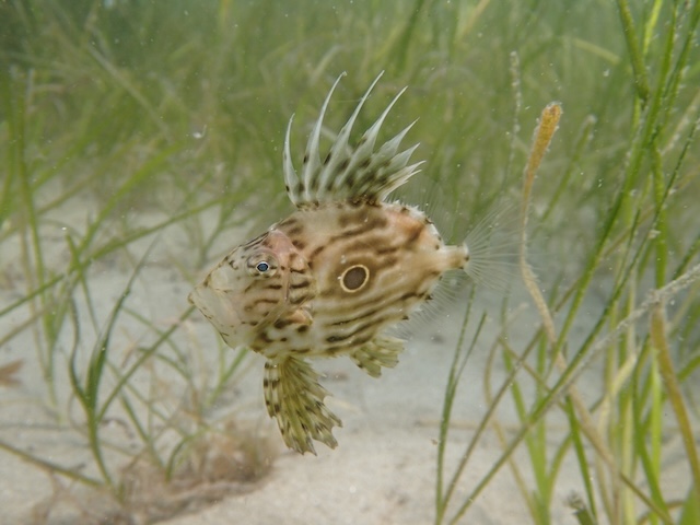 マトウダイ　若魚　深海魚　唐津　ダイビング