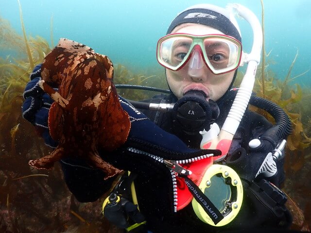 志賀島　アメフラシ