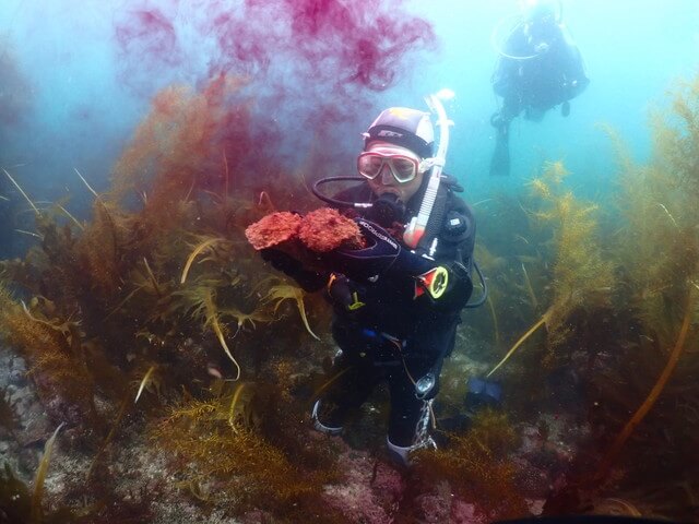 志賀島　アメフラシ