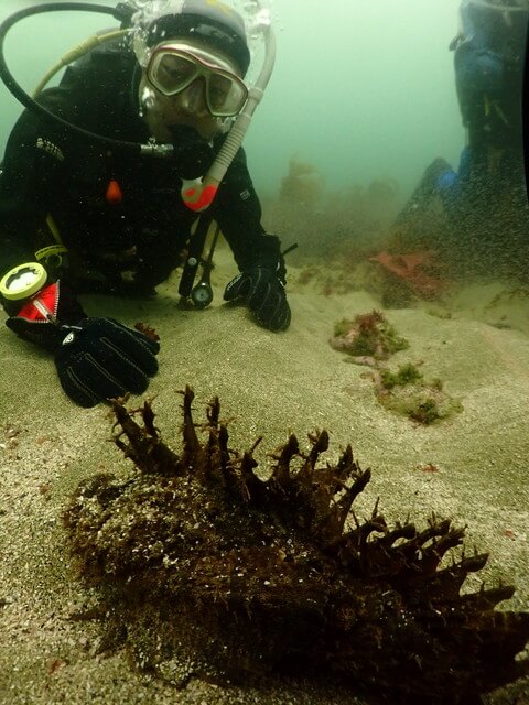 志賀島　オニオコゼ