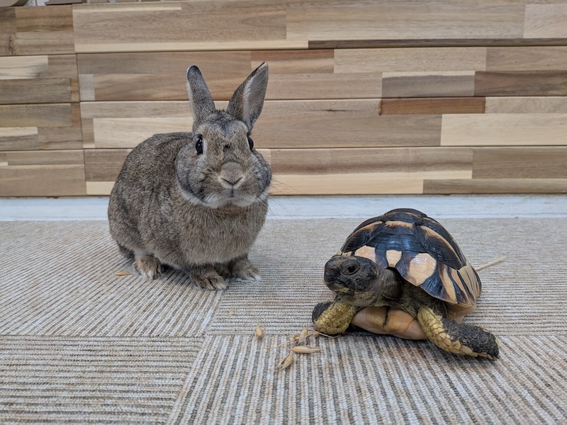 うさぎとかめのダイビングショップ天神